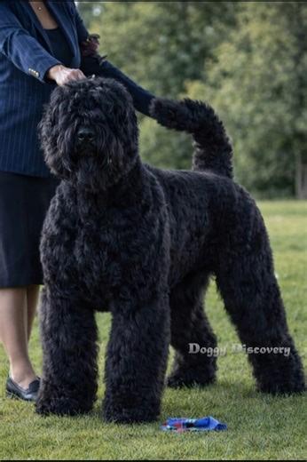 The Black Russian Terrier was Created by the Soviet military for extreme missions, this powerful dog combines raw strength, sharp intelligence, and unbreakable loyalty. Behind that bold black coat is a fearless protector… and a surprisingly gentle family companion. Calm with loved ones. Relentless when guarding. This breed doesn’t just follow commands — it thinks, evaluates, and acts. If trust is earned, the bond is unshakable. Not for everyone. But for the right owner? Absolutely unmatched. 👇 