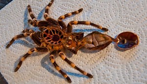 Tarantula Molting Process (Complete Guide) - SnakeTracks.com