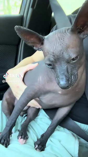 Chupacabra Mystery: Encounter in My Car