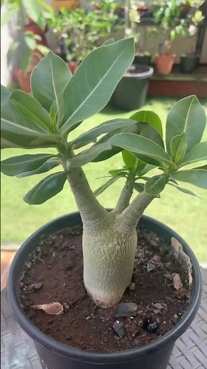 How Adenium Gets a Thick Stem 😲 Desert Rose Care Secrets