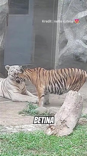 Ciri ciri harimau mau kawin #harimau #faktaunik