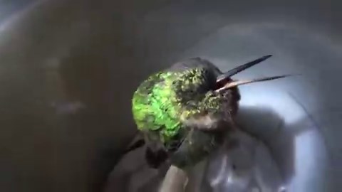 A Hummingbird snoring while sleeping