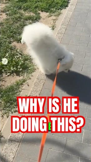 Why Do Pomeranians Pee on 2 Legs?