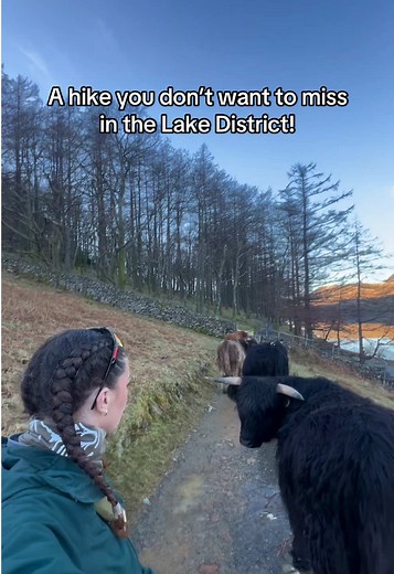Discover Highland Cows on Buttermere Circular Walk