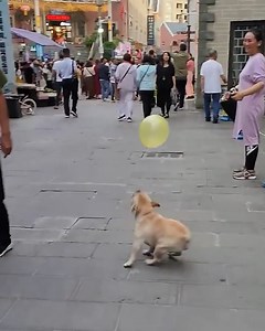 Adorable dog playing with a balloon! 🐶🎈 | Simple ideas