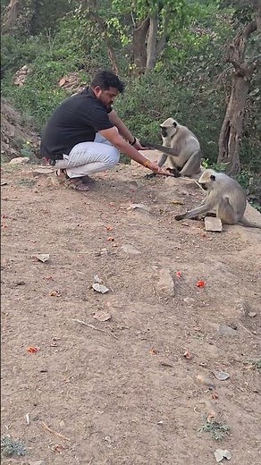 langur vs other monkeys #comparison #animals