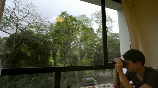 Wild City - Urban Wild