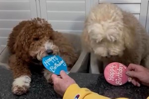 Doodle Puppy Confused at Sibling’s Birthday Party Wins Pet of the Week