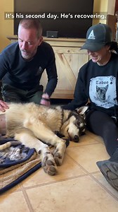 77 reactions · 5 comments | GREY UPDATE! Thank you to everyone who supported Grey during this entire journey. Funds are still needed to cover the cost of his medical care! Please continue to share, donate, and stay tuned for more updates. ❤️ | Apex Protection Project | Facebook