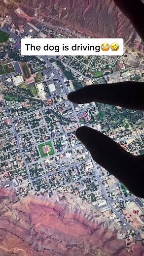 Funny Dog Driving on Google Maps