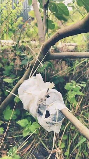 Marcottage aérien technique de multiplication végétative qui consiste à développer les racines