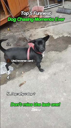 Top 5 Funniest Dog Chasing Moments #shorts