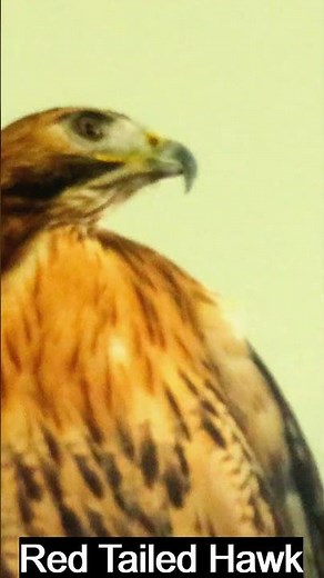 Coast Fest 2026 - Red Tailed Hawk