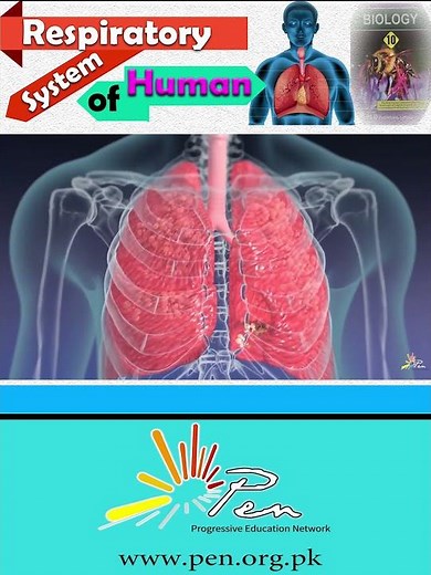 Respiratory system of Humans I Learn about the respiratory system of Human I #biology #penacademy