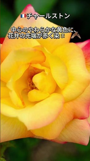 🌹中之島バラ図鑑｜今日の1品種『🇫🇷チャールストン（バラ園-西-花壇②）』 #中之島バラ園 #薔薇図鑑 #バラ