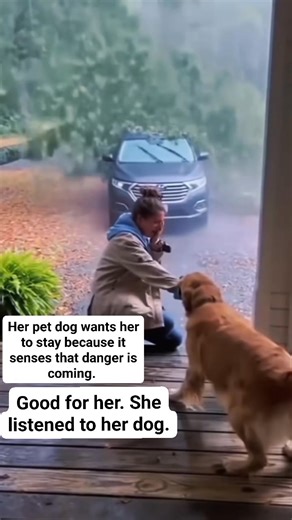 #foryoupagereels #followersreels #dog #doglover #lessonlearn #dogsaveslives | Ellen Dupalco