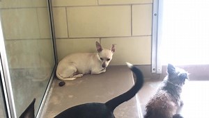 7.1K views · 61 reactions | ✔️ Rescued by Furry Flights to Freedom...