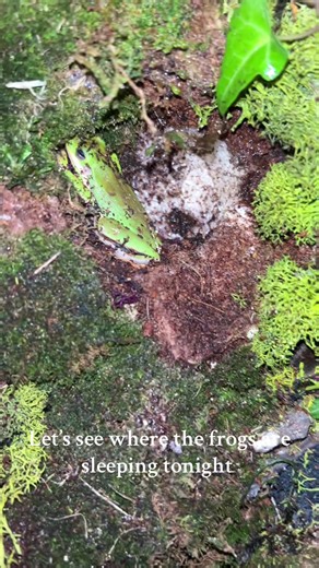 TELL MY FROGS GOODNIGHT #plop #conquest #cypress #frogs #petfrogs