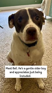 3.2K views · 144 reactions | https://www.proverbs1210rescue.org/animals/detail?AnimalID=11352202 | Proverbs 12:10 Animal Rescue | Facebook