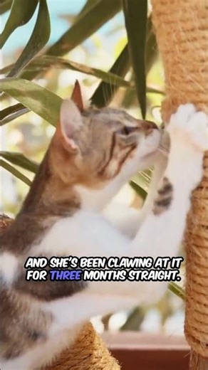 DIY Cat Scratching Post