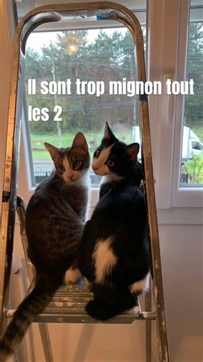 Ils sont trop mignon #viral #chat #mignon