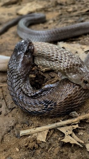 267K views · 3.5K reactions | cobra snake fight  | The Snake Saver | Facebook