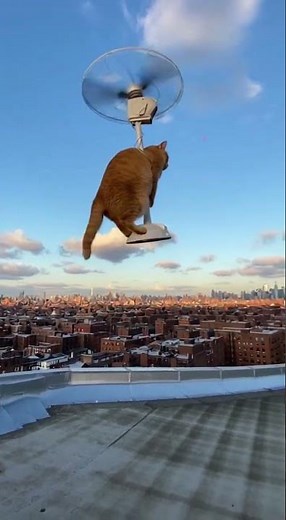 Cat Takes to the Skies on a DIY Flying Machine!