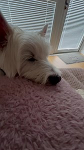 6.9K views · 568 reactions | Well the slumber party 拾 didn’t cease until 4am this morning 若 Mummy A was exhausted 辰 teaching this morning  and Mummy E is currently in work on a lot of red bull.. As such peace has begun… cuddled around Mummy A.. 殺 she needs our love right now… so we’re being best behaved ☺️ Cheerio  | Ollie | Facebook