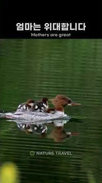 Free Rides on Mom? The Fierce Survival Strategy of Baby Mergansers