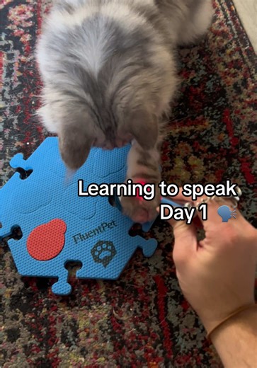 Learning to Speak with FluentPet: Day 1 Progress