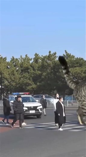 Huge Cat Walks on Zebra Crossing! City Video #omg #shorts #viral