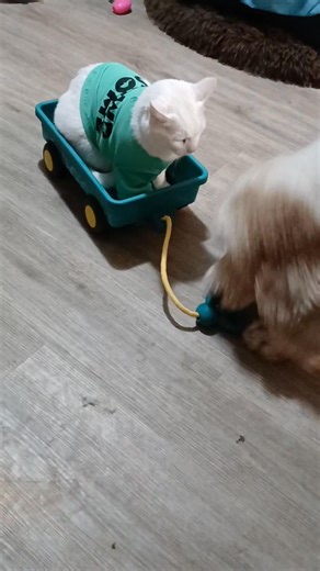 Housing Laws, the FHA, & Who Is Covered Housing and service dogs can be confusing, so let’s start with the basics. Under the Fair Housing Act (FHA), housing providers must make reasonable accommodations for qualified service dogs when the handler has a disability and the dog performs tasks directly related to that disability. However, it’s important to be clear and honest about the law: Dogs that do NOT meet the legal definition of a service dog are not eligible for protection under the FHA as s