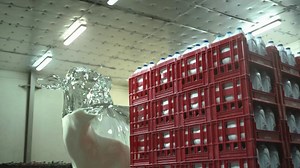 Anchor Glass Cows - Launch