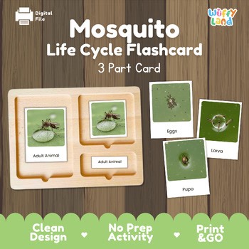 Mosquito Life Cycle Montessori 3-Part Cards - Science Zoology Flashcards