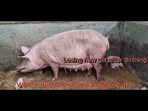 Hygienic Practices in Piggery Management
