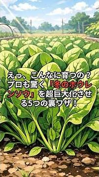 [Wow, it grows that big! Five secret tricks to grow super-sized "winter spinach" that even profes...