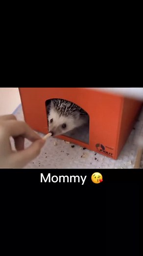 pet on TikTok