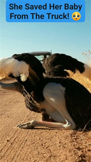 Witness the **unbelievable** power of a mother's love! This cinematic short captures a **shocking** moment of parental sacrifice as a massive **Ostrich** faces an oncoming truck to protect her tiny chick. The first two lines hook the viewer by positioning the massive bird against the industrial threat. The approaching vehicle creates the central, high-stakes **conflict**—a literal race against danger. The mother Ostrich's immediate, self-sacrificial action of crouching down to entirely shield he