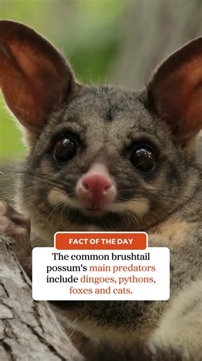 13K views · 314 reactions |  Fact of the Day Did you know the common brushtail possum's main predators include dingoes, pythons, foxes and cats! #ausgeo #seeaustralia #factoftheday #aussiewildlife #possum | Australian Geographic | Facebook