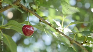 Tasty and fresh Prunus cerasus fruit on the tree branch close-up 4K 2160p 30fps UltraHD video - Organic food in nature sour cherry product hanging 3840X2160 UHD footage