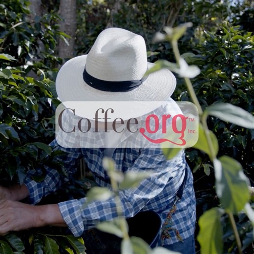 Our coffee is sourced from some of the highest quality farms around the world and roasted fresh in small batches with you in mind. https://coffee.org | Coffee.org | Facebook