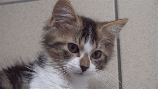 Une cinquantaine de chatons à adopter à l'APA du Puy-de-Dôme