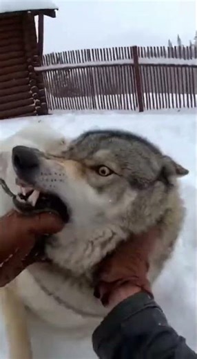 Wolf vs Dogo Argentino: The Ultimate Face-Off! 🐺💪