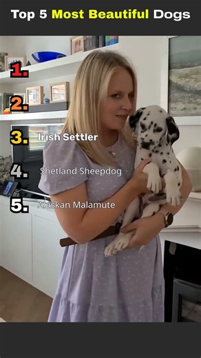 Top 5 Most Beautiful Dog Breeds (This Will Start Arguments 😭) #dogs #top5 #ranking #viral #shorts