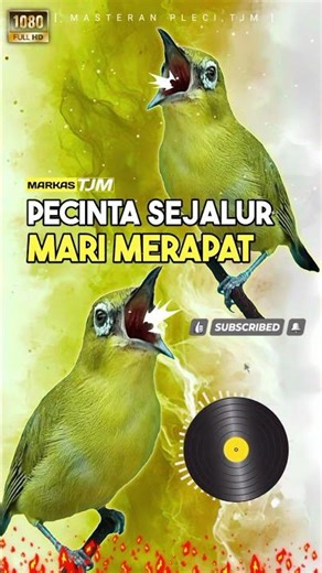 Masteran Pleci Tembakan Sejalur Paling Mewah Saat Ini !!!