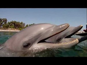 Delfín | Anipedia