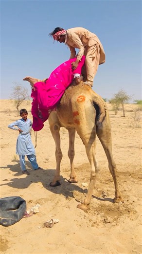 Romantic Moment: Groom Helps His Bride Ride a Camel 🐪❤️” #shorts
