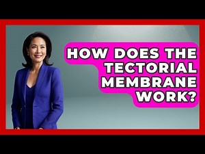 How Does The Tectorial Membrane Work? - Ear Nose Throat Expert