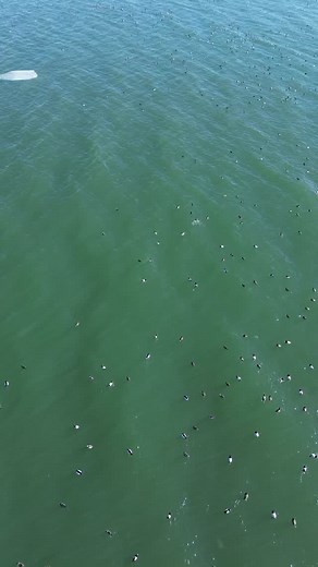 Birds Eye view of them diver ducks 🔹 #Bluebill #Scuap #Ducks Wildlife Birds ItsWhatWeDo Videographer Video WaterfowlPhotography Waterfowl Photography WildlifePhotography NikonOutdoors Nikon GetOutside TanglefreeShots Diverge Fowl | Brian Ellithorpe Media