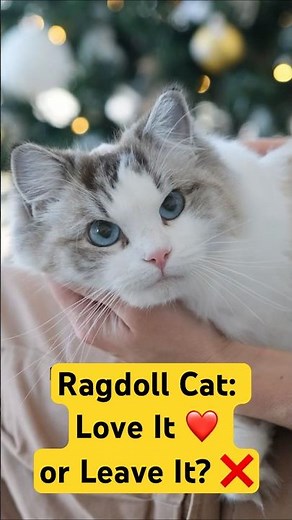 Ragdoll Cat: The Pros & Cons of Owning One